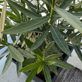Photo of the plant species Oleander by @PrizeCanna36 named Fernie Mac on Greg, the plant care app
