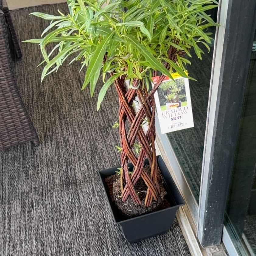 Photo of the plant species Oleander by @PrizeCanna36 named Austen on Greg, the plant care app