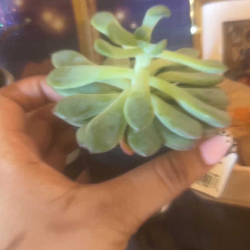 Photo of the plant species Pachyveria 'Claire' by @WiredBaybean29 named Kendall on Greg, the plant care app
