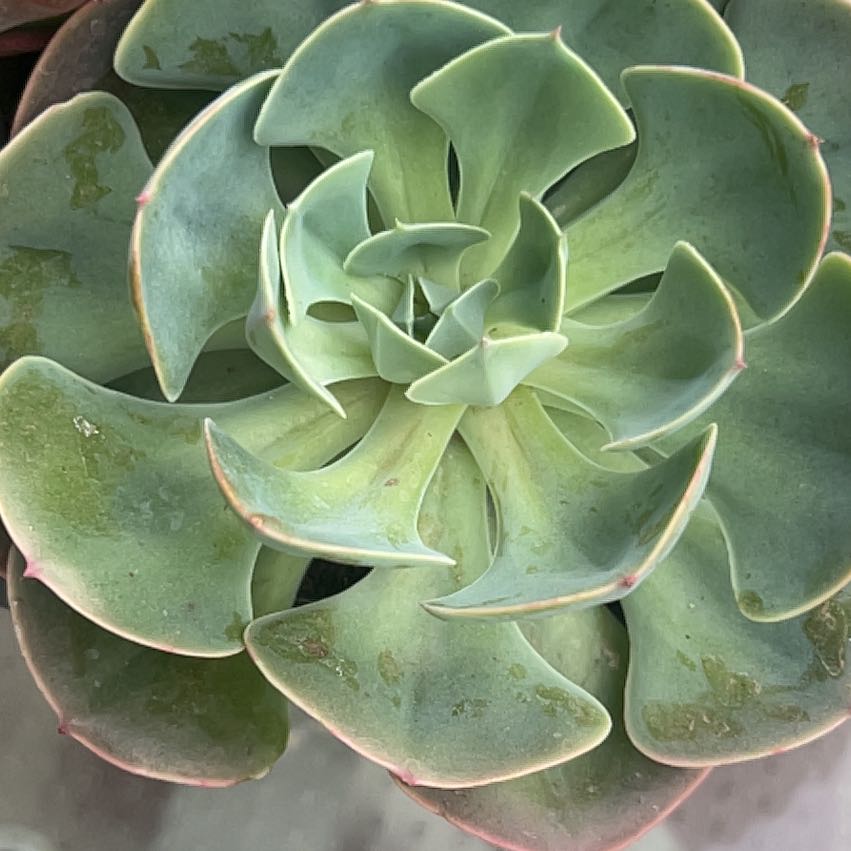 Photo of the plant species Chalk Dudleya by @CivilMatgrass96 named Dax on Greg, the plant care app