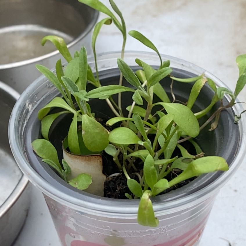 Photo of the plant species Sedum Sarmentosum by @FabPossumhaw60 named Bruce Lee on Greg, the plant care app