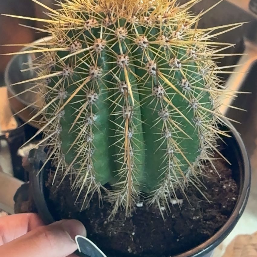 Photo of the plant species Trichocereus poco by @SirEllisia64 named LeCactus on Greg, the plant care app