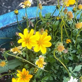 Photo of the plant species Sulphur Cosmos by @PunchyCaraway10 named Leonardo on Greg, the plant care app