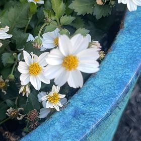 Photo of the plant species Hairy Beggarticks by @PunchyCaraway10 named Muhammad Ali on Greg, the plant care app