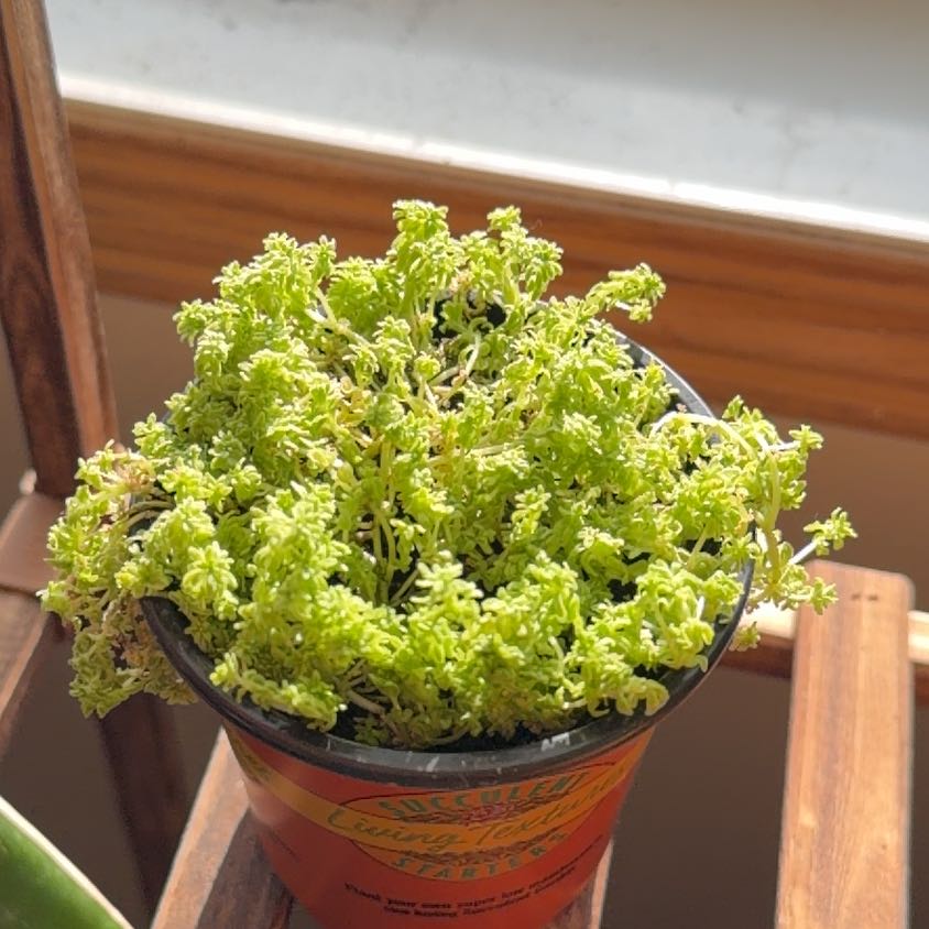 Photo of the plant species Tokyo Sun Stonecrop by @lillyandgreens named Mando on Greg, the plant care app