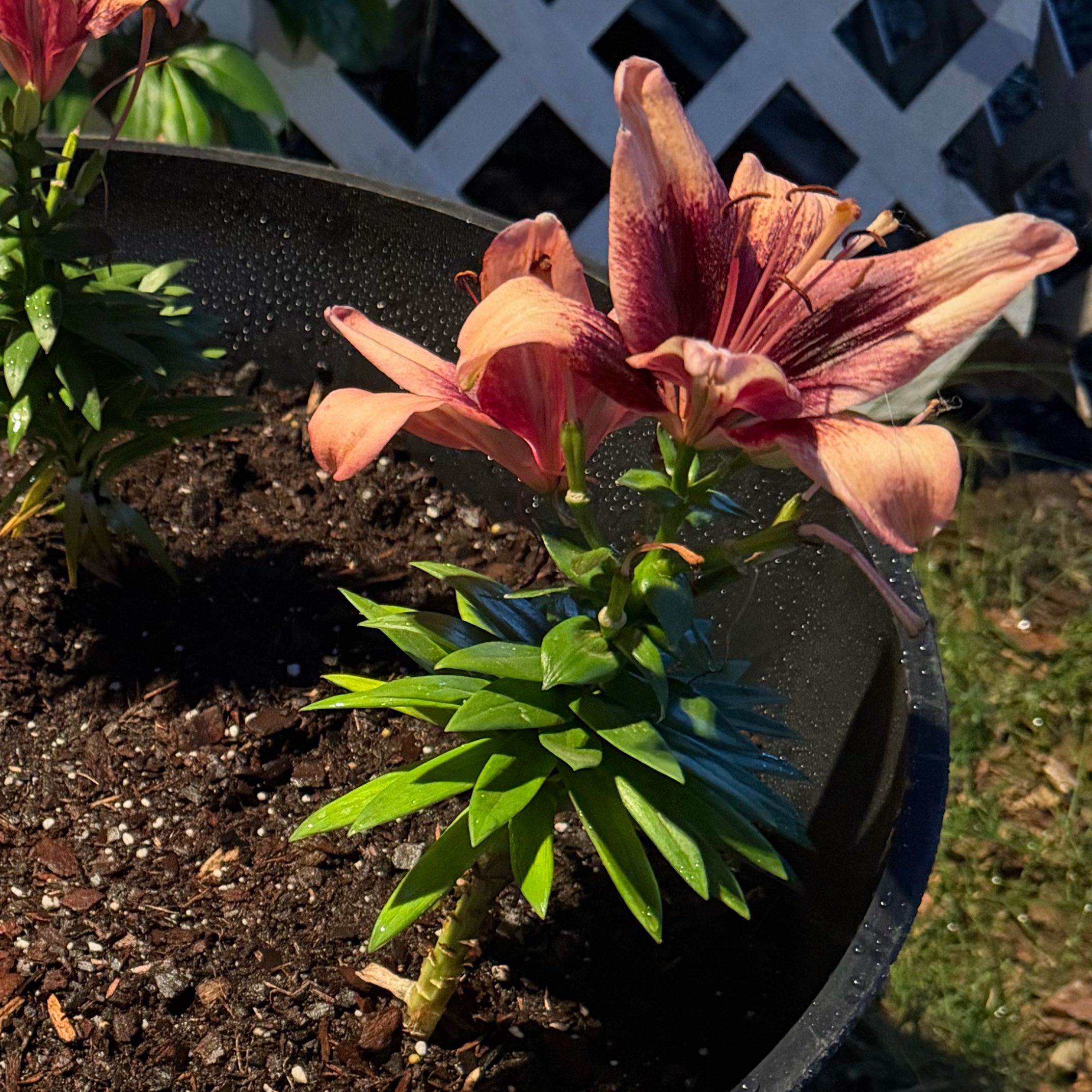 Photo of the plant species Asiatic Lily by @GiftedDogrose67 named Rosa on Greg, the plant care app