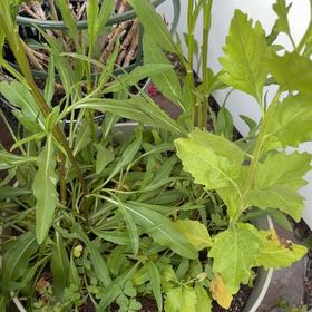 Photo of the plant species Eastern Baccharis by @LastingBeech29 named Sonora on Greg, the plant care app