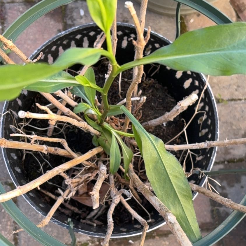 Photo of the plant species Seaside Goldenrod by @LastingBeech29 named McKinley on Greg, the plant care app
