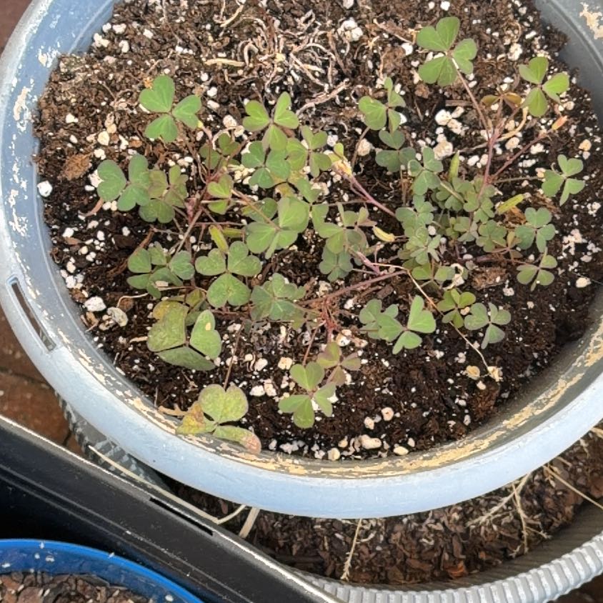 Photo of the plant species Creeping Woodsorrel by @LastingBeech29 named Daphne on Greg, the plant care app
