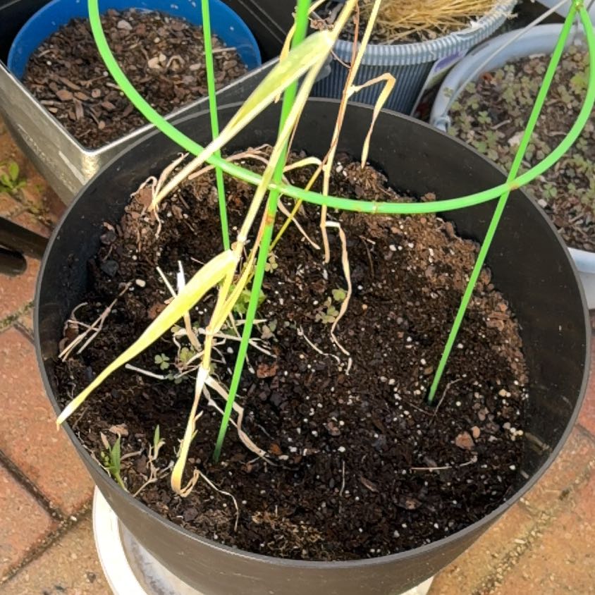 Photo of the plant species Lemon Grass by @LastingBeech29 named Harry on Greg, the plant care app