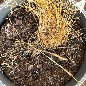 Photo of the plant species Bulbous Bluegrass by @LastingBeech29 named Aria on Greg, the plant care app