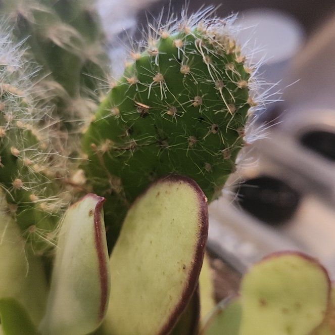 Photo of the plant species Arborescent Prickly Pear by @ComposedOxlip named Beyonce on Greg, the plant care app