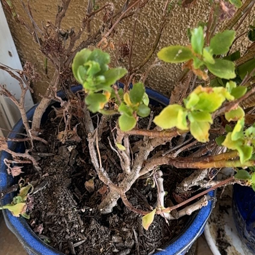 Photo of the plant species Redclaws by @KeenBlueech11 named Demi on Greg, the plant care app