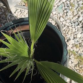Photo of the plant species Mexican Fan Palm by @KeenBlueech11 named Harmony on Greg, the plant care app