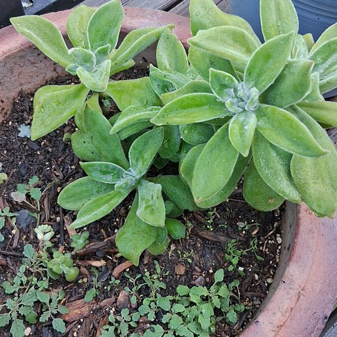 Photo of the plant species Plectranthus Neochilus by @DirectorBacopa0 named Rihanna on Greg, the plant care app