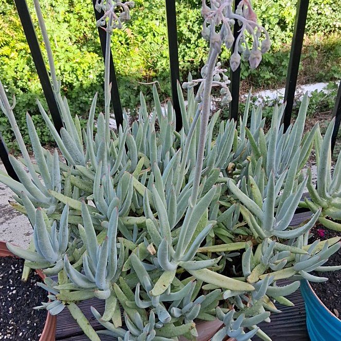 Photo of the plant species Pig's Ear by @DirectorBacopa0 named Curie on Greg, the plant care app