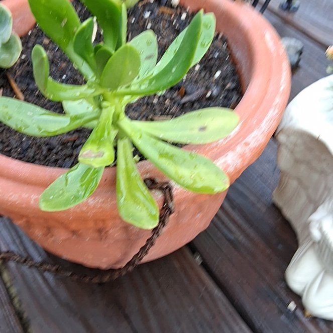 Photo of the plant species Tree Stonecrop by @DirectorBacopa0 named Bella on Greg, the plant care app