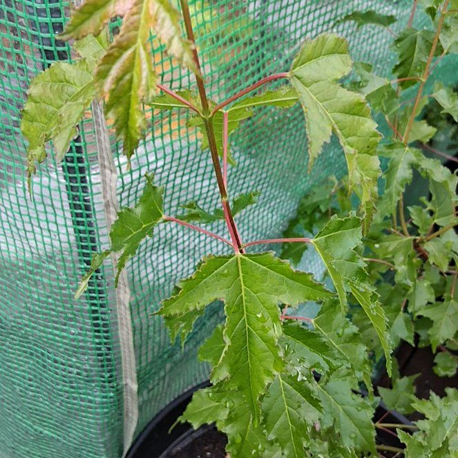 Photo of the plant species Amur Maple by @DirectorBacopa0 named Diana on Greg, the plant care app