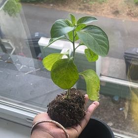 Photo of the plant species Ashwagandha by @CharmingFord82 named Ash on Greg, the plant care app