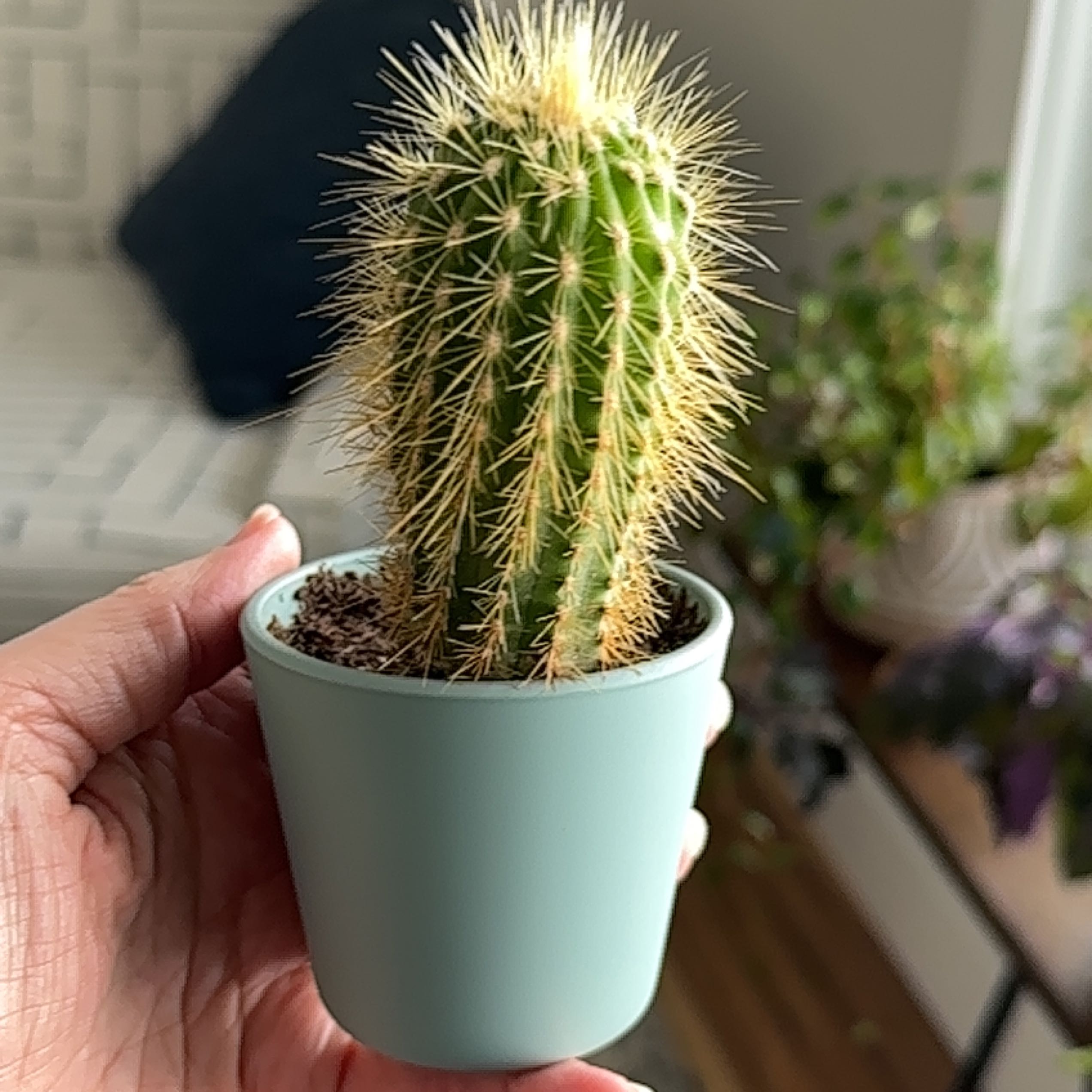 A healthy Golden Snakecactus in a pot, held by a hand.