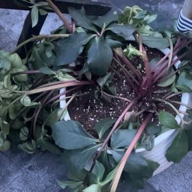 Photo of the plant species Lenten Rose by @RadRaintree19 named Orlando Bloom on Greg, the plant care app