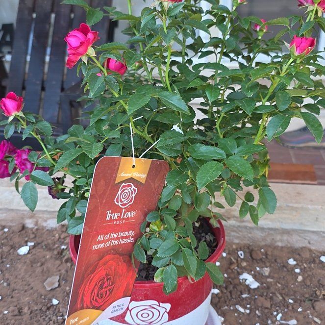 Photo of the plant species Knockout Red Rose by @AceCowpoison45 named Leonardo on Greg, the plant care app