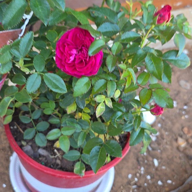 Photo of the plant species Knockout Red Rose by @AceCowpoison45 named Shaian on Greg, the plant care app