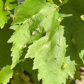 Photo of the plant species Wine Grape by @CleanChervil96 named Leonardo on Greg, the plant care app