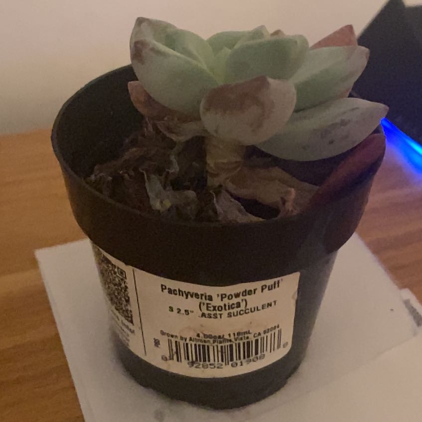 Photo of the plant species Succlent by @WellknownBacopa named Winston on Greg, the plant care app