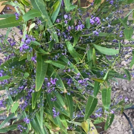 Photo of the plant species Hardenbergia Violacea by @Rotceh2285 named Khaleesi on Greg, the plant care app