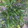 Calculate water needs of Hardenbergia Violacea