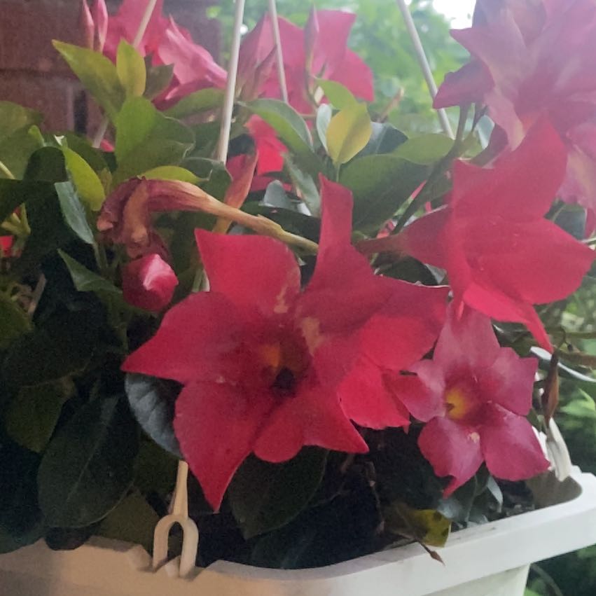 Photo of the plant species A Carnival Of Blooms by @WhizLaceyoak85 named Robert Plant on Greg, the plant care app