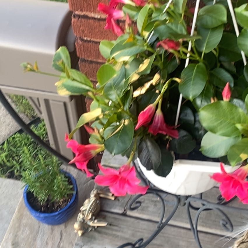 Photo of the plant species Beach Moning Glory by @WhizLaceyoak85 named Delilah on Greg, the plant care app