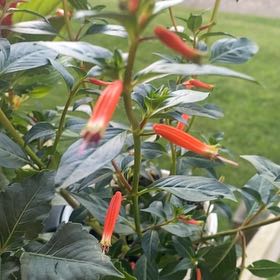 Photo of the plant species Mohintli by @WhizLaceyoak85 named Navajo on Greg, the plant care app