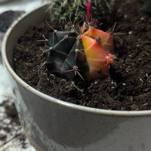 Photo of the plant species Variegated Moon Cactus by @WinsomeComet90 named Michelle Branch on Greg, the plant care app