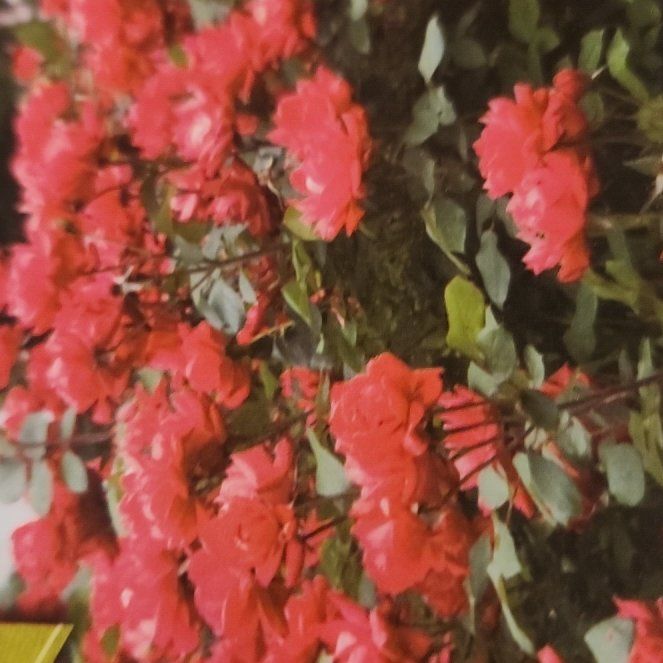 Photo of the plant species Pink Double Knock Out Rose by @JoysomeFantasy6 named Kylie on Greg, the plant care app