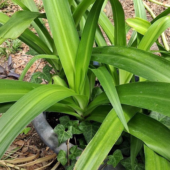 Photo of the plant species Beach Spiderlily by @HopefulTipa75 named Morgan Treeman on Greg, the plant care app