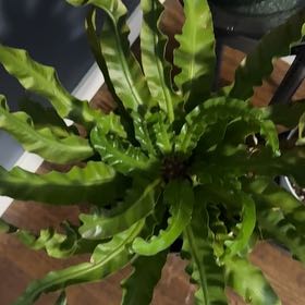Photo of the plant species Hurricane Fern by @FoxyTutu63 named Marley on Greg, the plant care app