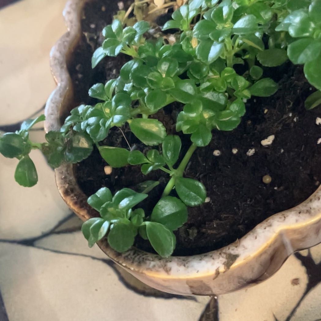 Photo of the plant species Peperomia urvilleana by @KeyLukiwan7 named Beckham on Greg, the plant care app