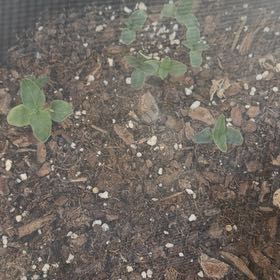 Photo of the plant species Mexican Sunflower by @PiousCatnip51 named Mexican Sunflower on Greg, the plant care app