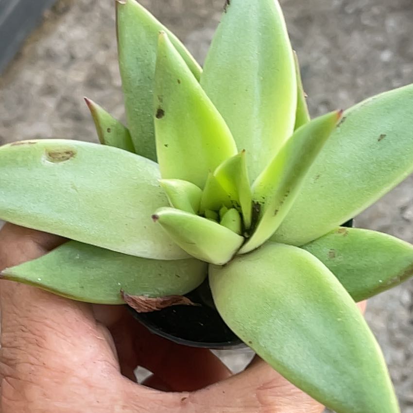 Photo of the plant species Giant Chalk Dudleya by @ProThaibasil75 named LiloStitch on Greg, the plant care app
