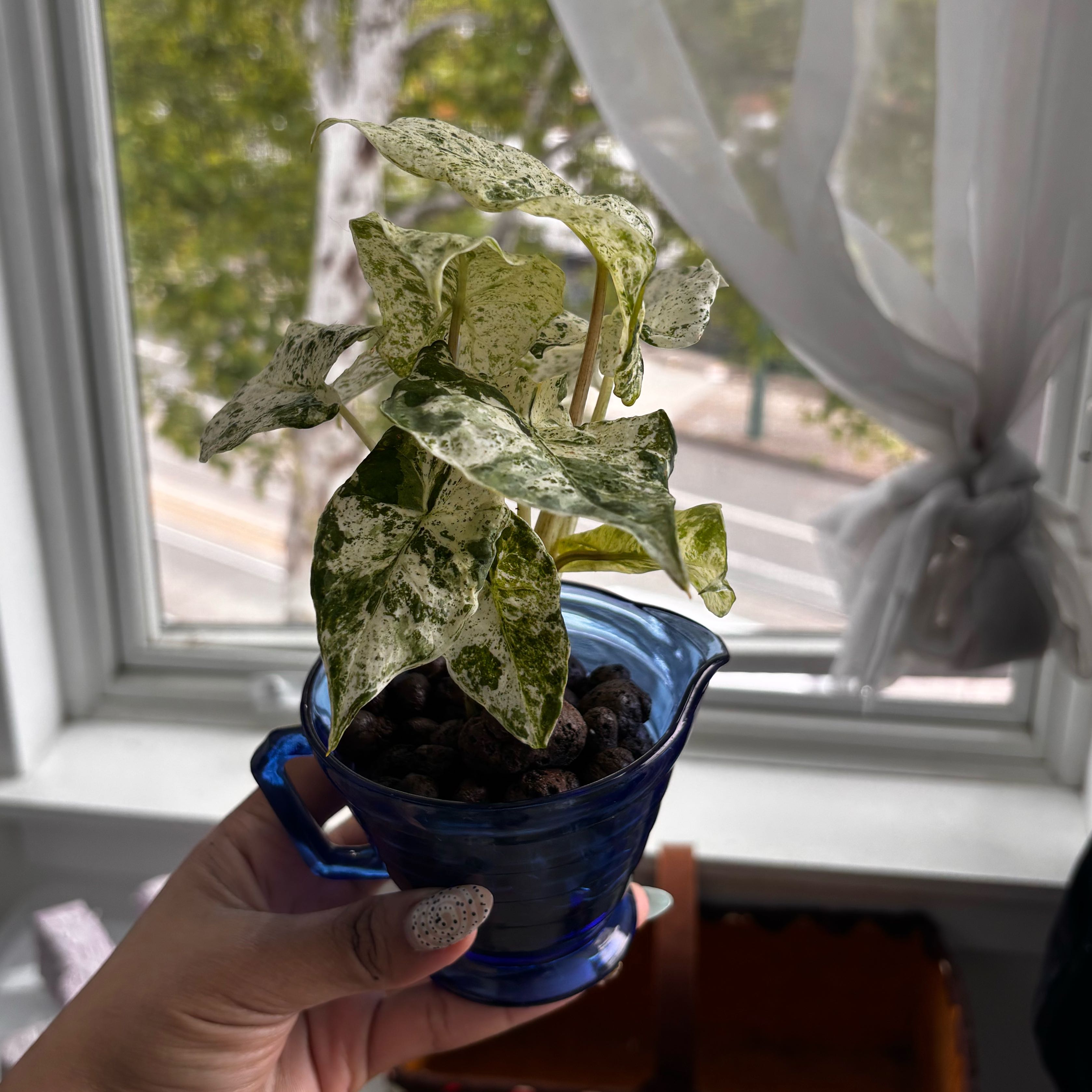 Photo of the plant species Alocasia macrorrhiza 'Camouflage' by @YardMelon92 named Elina on Greg, the plant care app