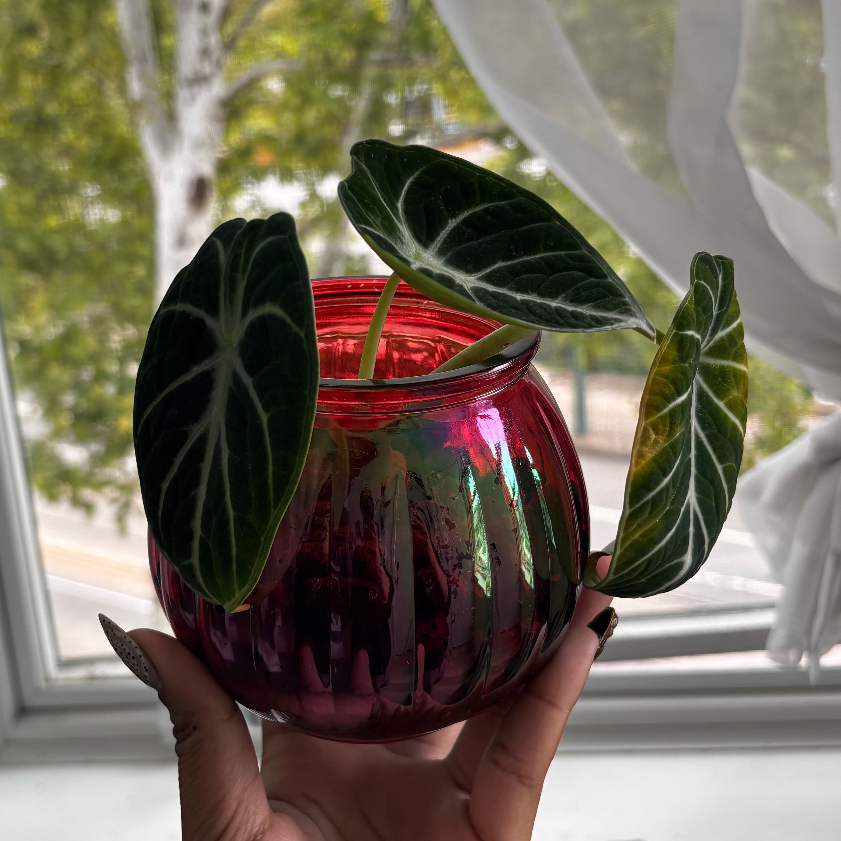Photo of the plant species alocasia ninja by @YardMelon92 named Einstein on Greg, the plant care app