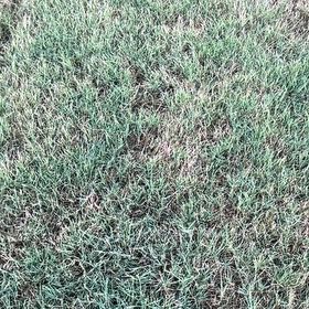 Photo of the plant species Bermuda Grass by @YiftRuby2 named Michelle Branch on Greg, the plant care app