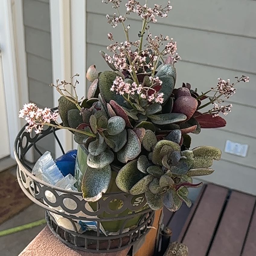 Photo of the plant species Fairy Crassula by @CompleteBasil58 named Khaleesi on Greg, the plant care app