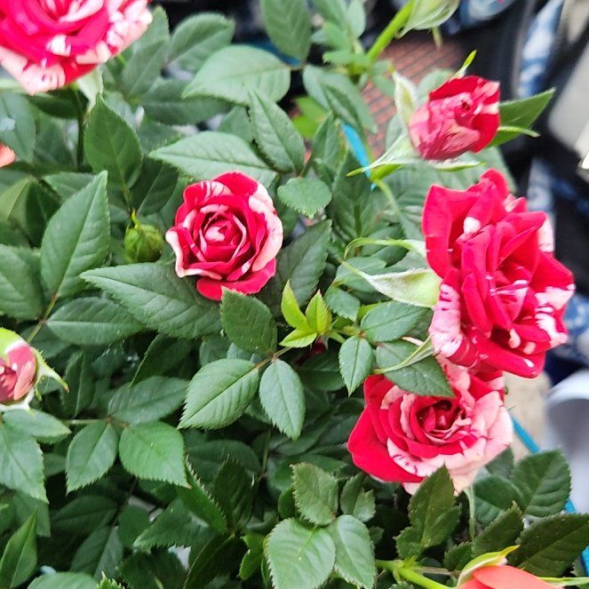 Photo of the plant species Rose by @TropicalOasis named Shakira on Greg, the plant care app
