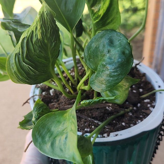 Photo of the plant species Shangri La by @TropicalOasis named Remington on Greg, the plant care app