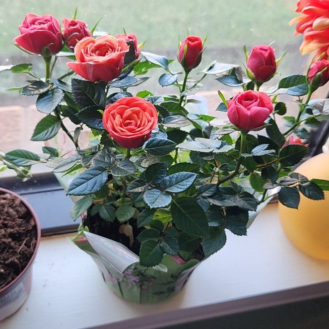 Photo of the plant species Miniature Rose by @TropicalOasis named Harry on Greg, the plant care app