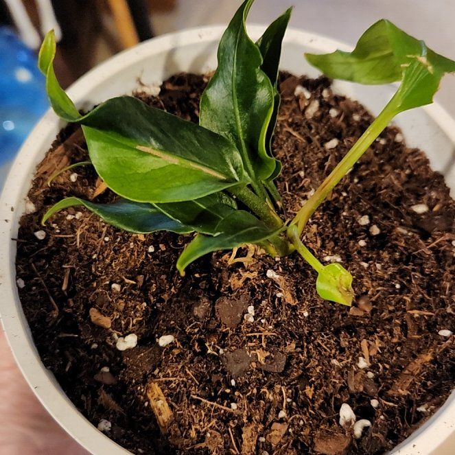 Photo of the plant species Tiger Tooth Philodendron by @TropicalOasis named Baesil on Greg, the plant care app