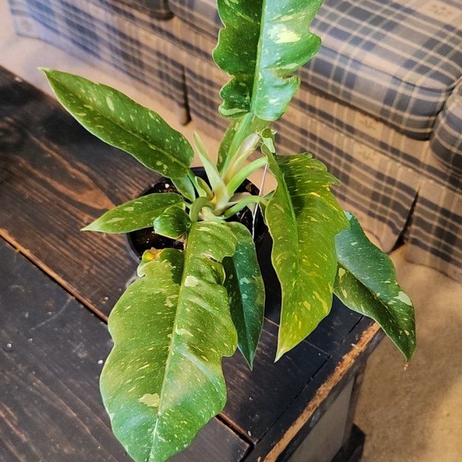 Photo of the plant species Philodendron Ring Of Fire by @TropicalOasis named Gobi on Greg, the plant care app